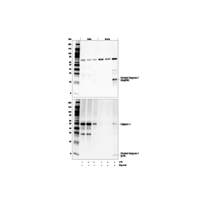 細(xì)胞周期蛋白依賴性激酶 6/細(xì)胞周期蛋白 D3,CDK6/CycD3