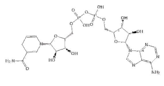 煙酰胺腺嘌呤雙核苷酸，還原型輔酶Ⅰ,β-Nicotinamide adenine dinucleotide, reduced , disodium salt (β-NADH)