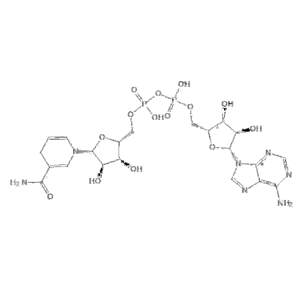 煙酰胺腺嘌呤雙核苷酸，還原型輔酶Ⅰ