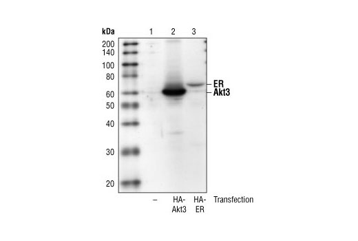 HA 標簽（6E2）鼠單抗,HA-Tag (6E2) Mouse mAb