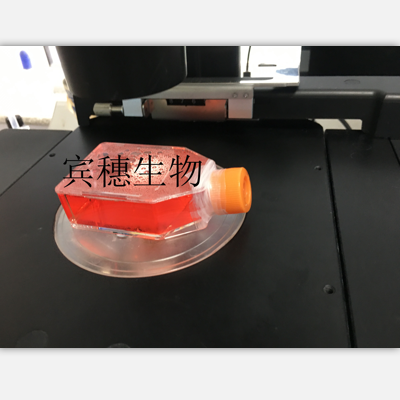 CA 46人burkitt淋巴瘤細(xì)胞復(fù)蘇中心|完全培養(yǎng)基|鑒定圖譜,CA 46