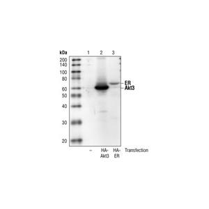HA 標簽（6E2）鼠單抗,HA-Tag (6E2) Mouse mAb