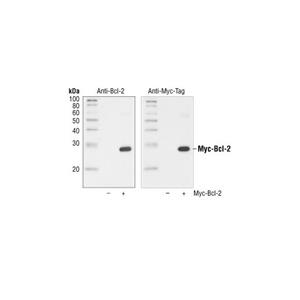 Myc-Tag (71D10) Rabbit mAb