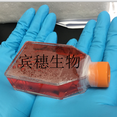 UMNSAH-DF-1雞胚胎成纖維細(xì)胞復(fù)蘇中心|完全培養(yǎng)基|鑒定圖譜,UMNSAH-DF-1