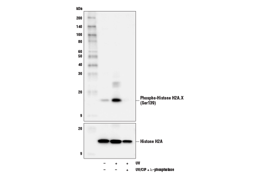 磷酸化組蛋白H2A.X（Ser139）（D7T2V）小鼠單克隆抗體,Phospho-Histone H2A.X (Ser139) (D7T2V) Mouse mAb