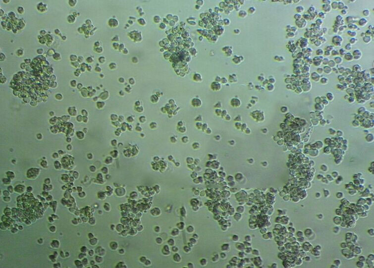 SCC-9人鱗狀上皮舌癌細(xì)胞實(shí)驗(yàn)室|已有STR圖譜,SCC-9 cells