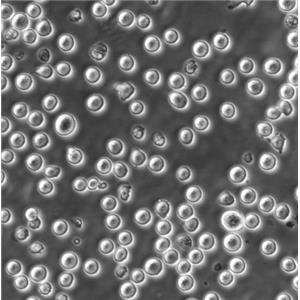 MKN45 Cells人胃癌懸浮細胞系(贈送STR基因圖譜),MKN45 Cells