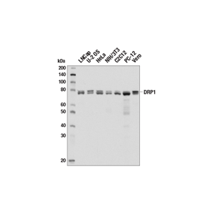 DRP1 (D6C7) 兔單克隆抗體