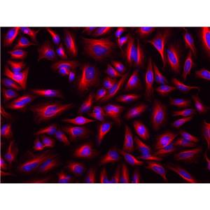 iFluor 568琥珀酰亞胺酯,iFluor? 568 succinimidyl ester