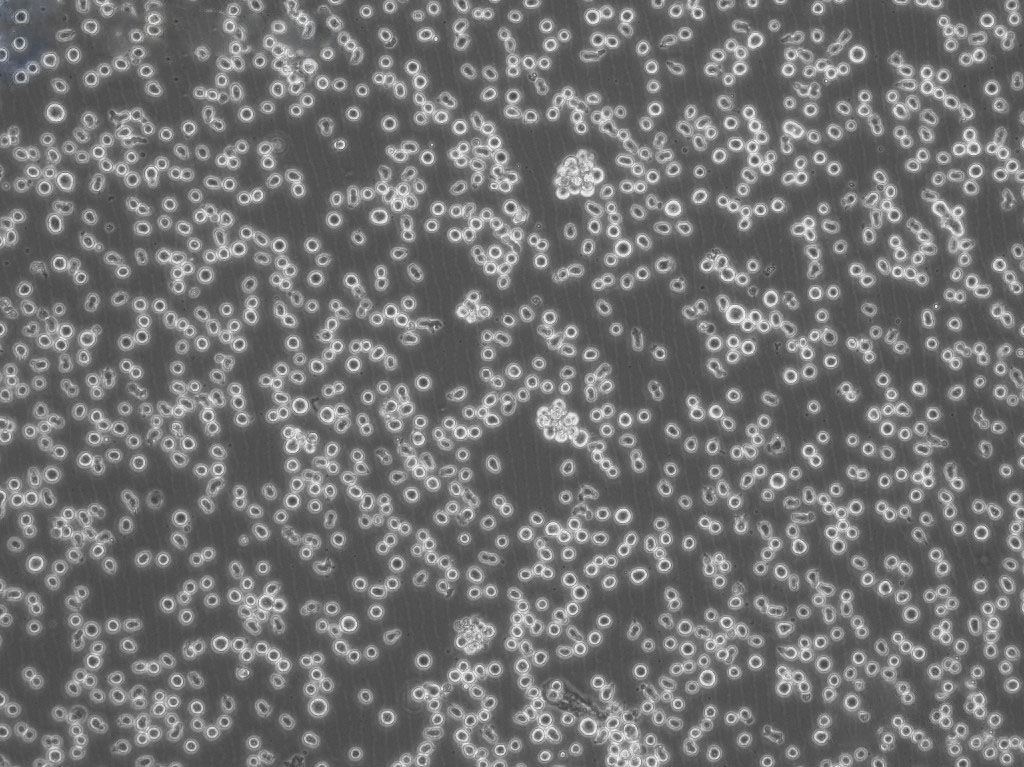 DF1 Cells#鸡胚胎成纤维细胞系保种中心(通过STR鉴定),DF1 Cells#