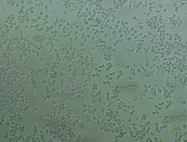 HS-683 Cells#人腦膠質(zhì)瘤細(xì)胞系保種中心(通過STR鑒定),HS-683 Cells#