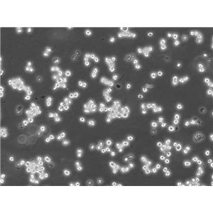 U266B1人外周淋巴细胞复苏中心|完全培养基|鉴定图谱