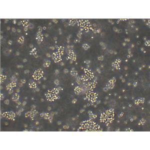 MSTO211H Cells#人肺癌細(xì)胞系保種中心(通過STR鑒定),MSTO211H Cells#