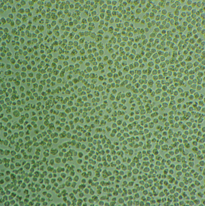 TK6 Cells#人成淋巴细胞系种子库|STR图谱,TK6 Cells#