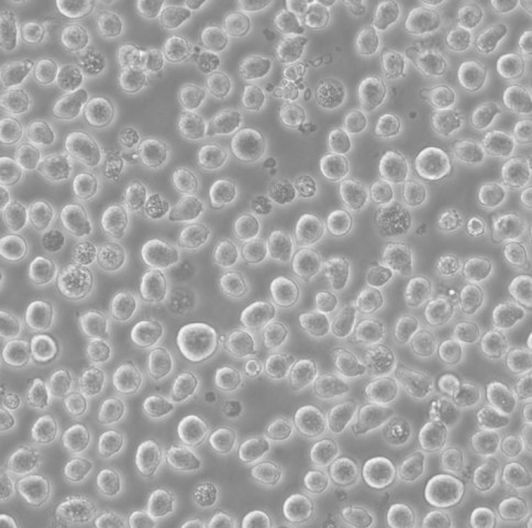 H-1650 Cells#人非小细胞肺癌细胞系源头种子库|培养基|STR图谱,H-1650 Cells#