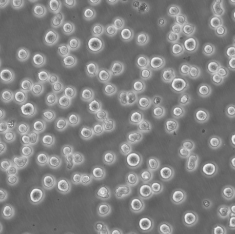 M-G63 Cells#人成骨肉瘤細(xì)胞系源頭種子庫(kù)|培養(yǎng)基|STR圖譜,M-G63 Cells#