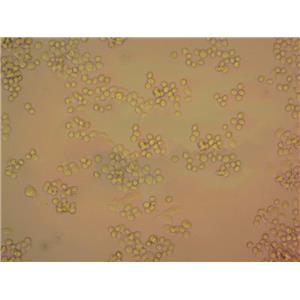 U937 Cells#人组织细胞淋巴瘤细胞系源头种子库|培养基|STR图谱