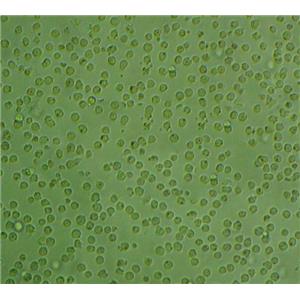 THP1 Cells#人单核细胞白血病细胞系源头种子库|培养基|STR图谱