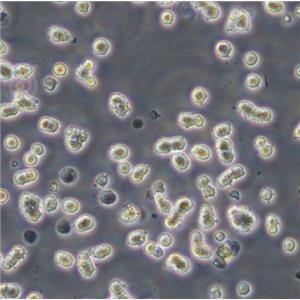 H446 Cells#人小細(xì)胞肺癌細(xì)胞系源頭種子庫(kù)|培養(yǎng)基|STR圖譜