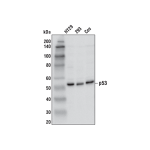 p53 (1C12) 小鼠单克隆抗体