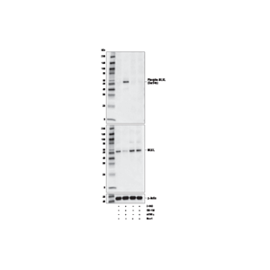 Phospho-MLKL (Ser345) (D6E3G) 兔單克隆抗體,Phospho-MLKL (Ser345) (D6E3G) Rabbit mAb