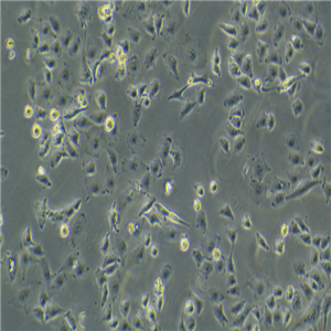 HELA/RFP細(xì)胞,HELA/RFP