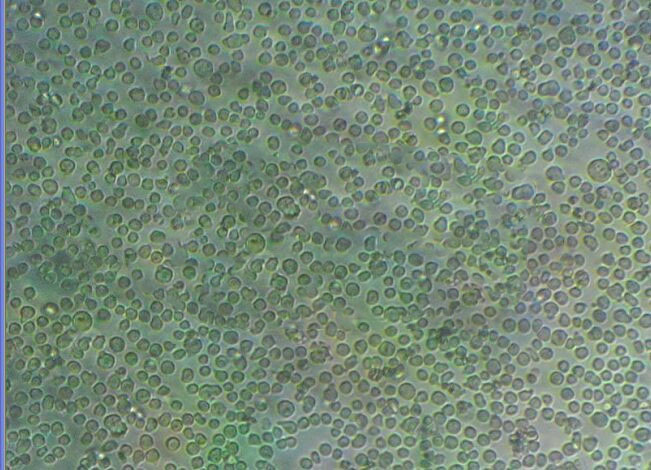 NK10a Cells#人Burkkit淋巴瘤细胞系活性强|培养基|送STR图谱,NK10a Cells#