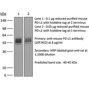 抗小鼠PD-L1 (B7-H1)抗体