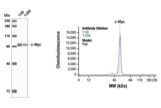c-Myc (D84C12) 兔單克隆抗體,c-Myc (D84C12) Rabbit mAb