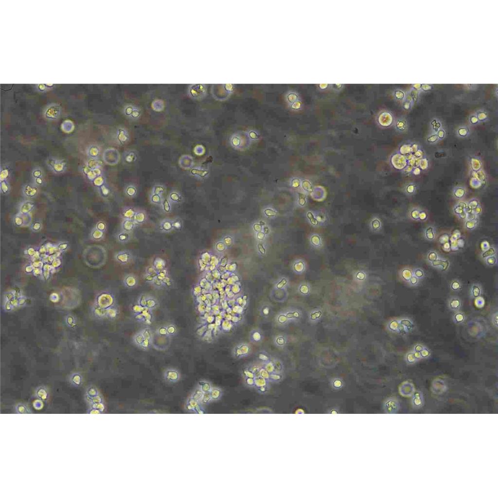 SVEC4-10 Cells#小鼠淋巴結(jié)內(nèi)皮細(xì)胞系源頭種子庫|培養(yǎng)基|STR圖譜,SVEC4-10 Cells#