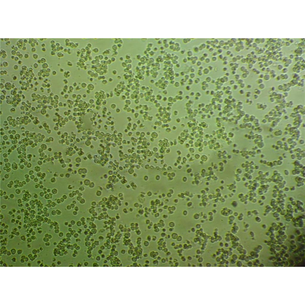 H9c2<2-1> Cells#大鼠心肌细胞系源头种子库|培养基|STR图谱,H9c2<2-1> Cells#