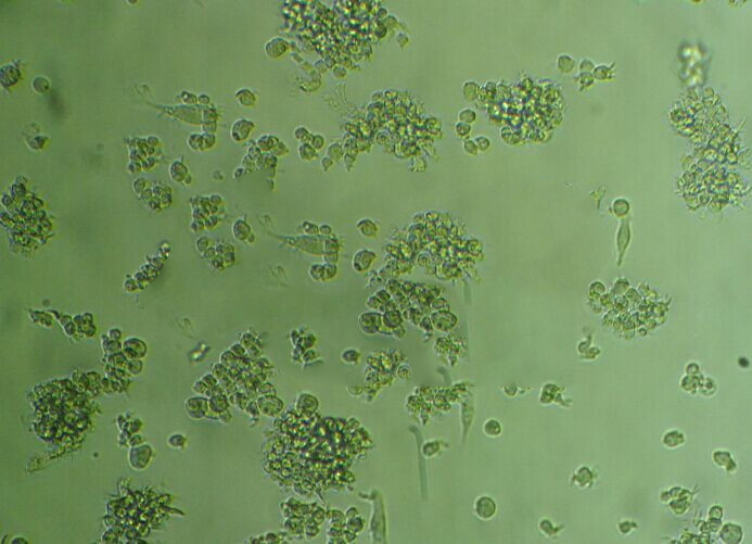NCI-H596人肺腺鱗癌復(fù)蘇細(xì)胞|STR基因圖譜,NCI-H596