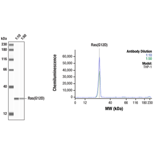 Ras (G12D 突变特异性) (D8H7) 兔单克隆抗体