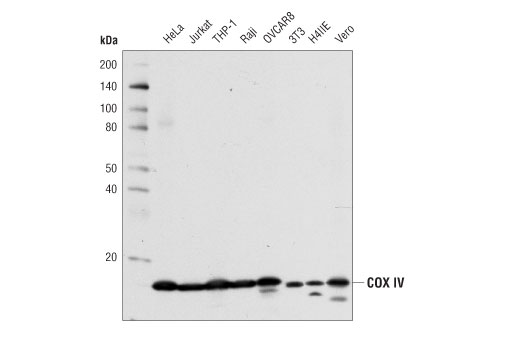 COX IV (4D11-B3-E8) 小鼠單克隆抗體,COX IV (4D11-B3-E8) Mouse mAb