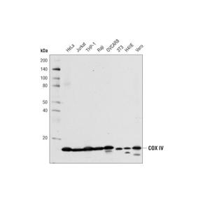 COX IV (4D11-B3-E8) 小鼠單克隆抗體,COX IV (4D11-B3-E8) Mouse mAb