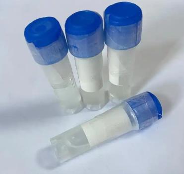 磷酸化tau217蛋白抗體,Tau(Thr217) Antibody