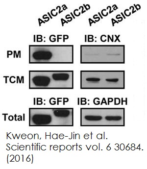 Plasma膜蛋白Extraction試劑盒(ab65400)(Abcam ab65400)