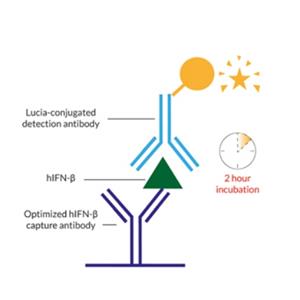 LumiKine Xpress hIFN-β 2.0(InvivoGen luex-hifnbv2 )