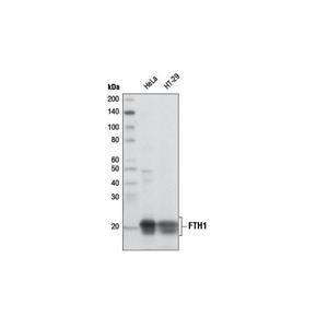 铁蛋白重链1（FTH1）(D1D4) 兔单克隆抗体