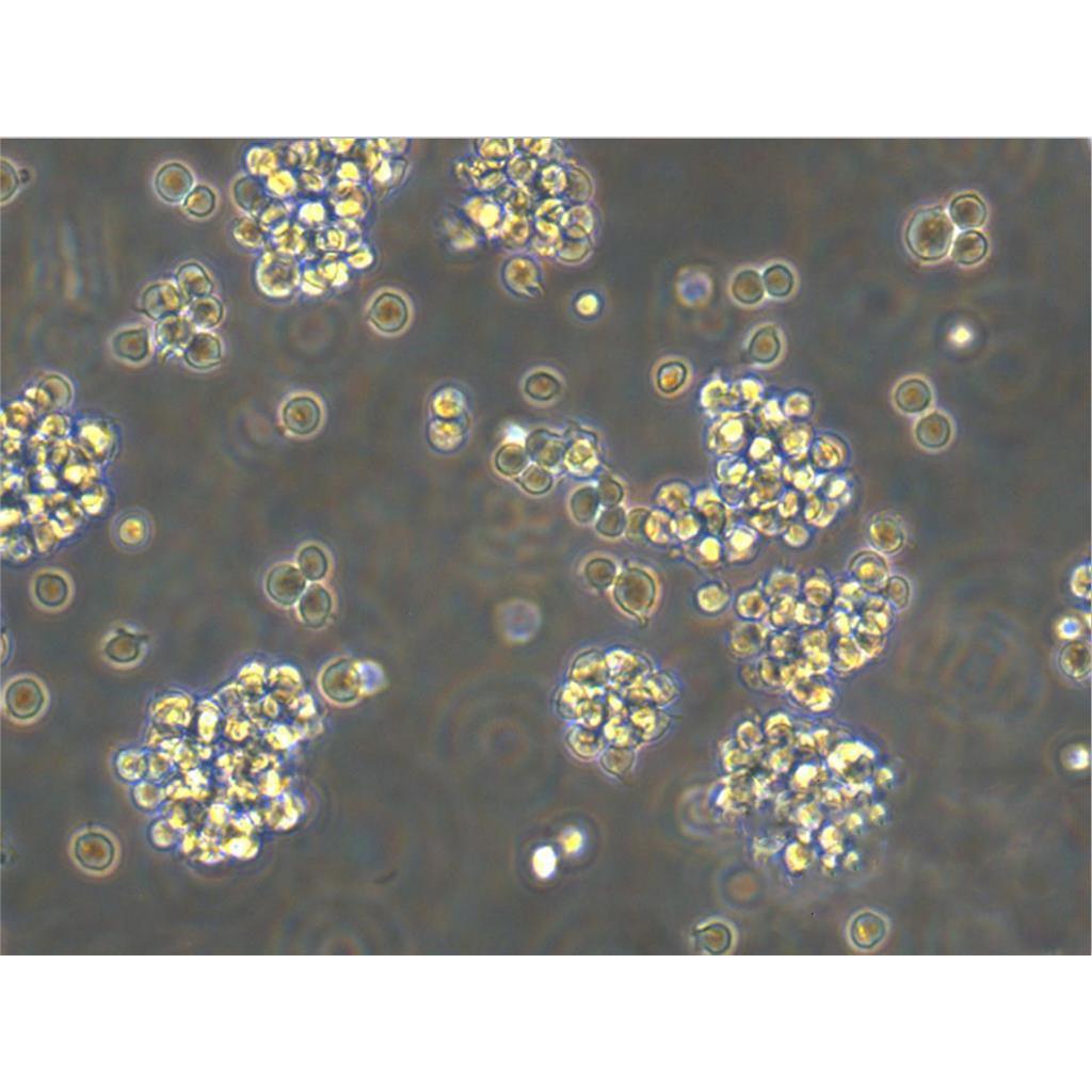 NCI-H838 Cells#人非小細(xì)胞肺癌細(xì)胞系源頭種子庫|培養(yǎng)基|STR圖譜,NCI-H838 Cells#