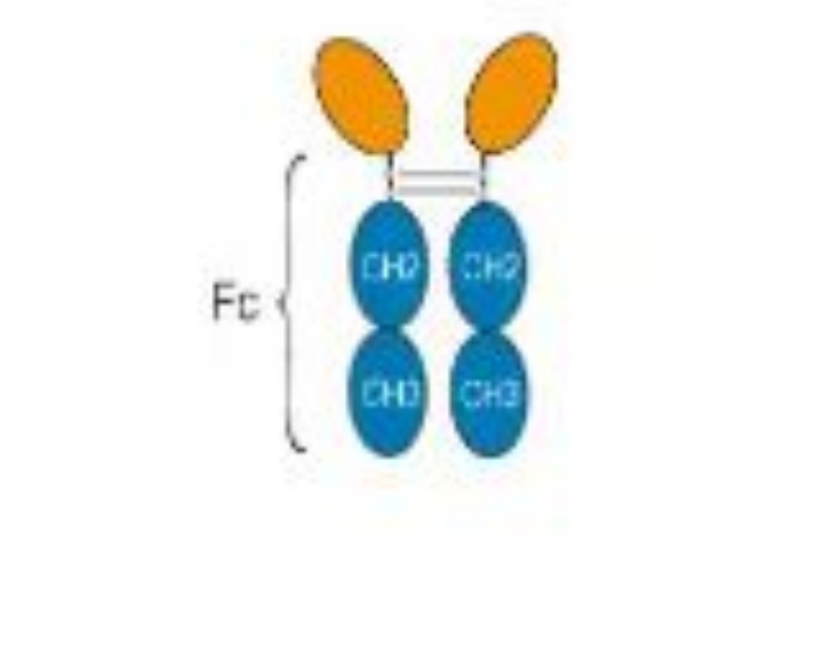 Research Grade Sotatercept  (DHC33102),Research Grade Sotatercept  (DHC33102)