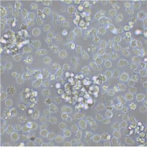 Caco-2 Cells#人結(jié)直腸腺癌細胞系源頭種子庫|培養(yǎng)基|STR圖譜,Caco-2 Cells#