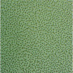Ba/F3 Cells#小鼠原B細(xì)胞系復(fù)蘇中心|完全培養(yǎng)基|STR圖譜