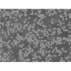 JHH-7 Cells#人肝癌細(xì)胞系復(fù)蘇中心|完全培養(yǎng)基|STR圖譜,JHH-7 Cells#