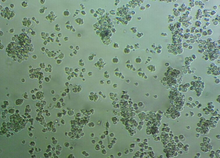 NUGC-3 Cells#人胃癌细胞系种子库|完全培养基|STR图谱,NUGC-3 Cells#