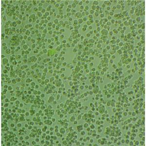 BS-C-1 Cells#非洲绿猴肾细胞系种子库|完全培养基|STR图谱