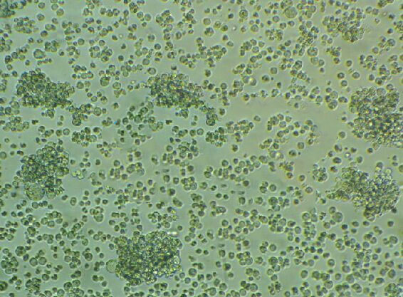 SCC7-luc Cells小鼠鱗狀癌細(xì)胞|帶STR證書,SCC7-luc Cells