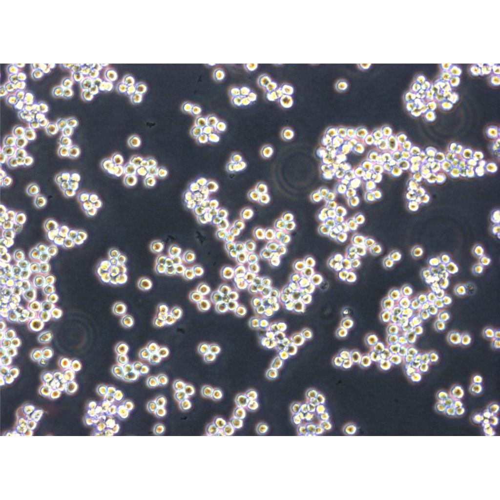 KG-1 Cells人急性骨髓白血病細胞批次新|送STR圖譜,KG-1 Cells