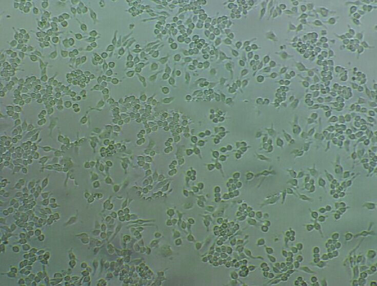 C166 Cells小鼠血管內(nèi)皮細(xì)胞|帶STR證書(shū),C166 Cells