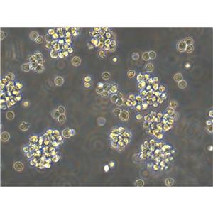 PAC2 Cells斑馬魚胚胎成纖維細胞|帶STR證書,PAC2 Cells